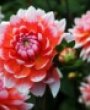 Katharina - Katharina -